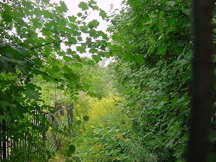 Hazelwell Station site></P>
						  <P>
						The approach to the southbound platform.</P>
						  <P>
						<IMG SRC=
